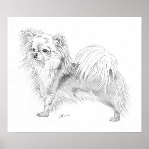 Campeón de la chihuahua de Longcoat Poster
