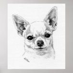 Campeón de la chihuahua de Smoothcoat Poster