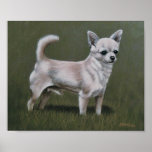 Campeón de la chihuahua de Smoothcoat Posters