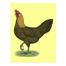 Campine:  Gallina de oro Tarjeta Postal