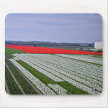 Campo colorido en la región de "Bollenstreek", Net Alfombrillas De Raton