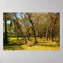 Campo cubierto de musgo del roble impresiones
