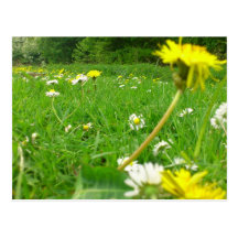 Campo danés tarjeta postal
