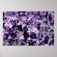 Campo de alhucema poster