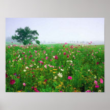 Campo de flor de Kentucky Poster