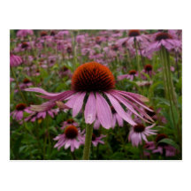 campo de flor postal
