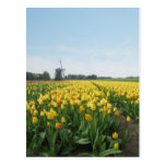 Campo de flores del tulipán y molino de viento ama postales