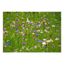 Campo de flores foto