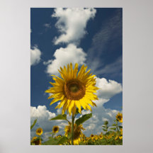 Campo de girasoles posters