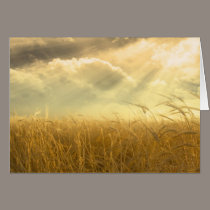 Campo de grano tarjetas