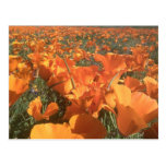 Campo de la amapola de California Postal