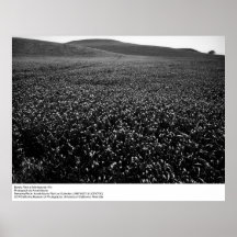 Campo de la cebada en las colinas de Montezuma de  Poster