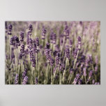 Campo de la lavanda - poster