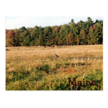 Campo de Maine Postales