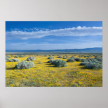 Campo de oro del zafiro posters