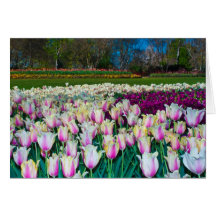 Campo de tulipanes tarjetón