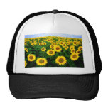 Campo del girasol gorras