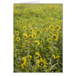 Campo del girasol tarjeta