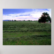 Campo del heno de Idaho Posters
