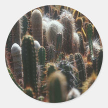 campo del pegatina del cactus