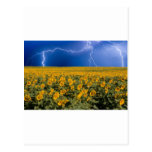 Campo del relámpago del girasol tarjetas postales