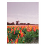 Campo y molino de viento Holanda del tulipán de la Tarjetas Postales