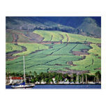 Campos de la caña de azúcar - Lahaina, Maui Tarjetas Postales