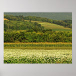Campos del grano posters
