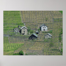 Campos del vino de Italia Impresiones