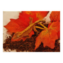 Camuflaje del Gecko con cresta Invitaciones Personales