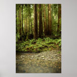 Cañada del bosque de la secoya poster