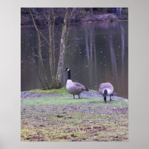 Canadá geese001 posters