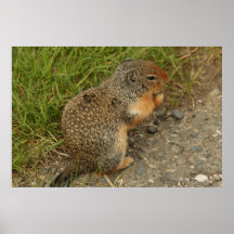 Canadá que sirve la ardilla de tierra del parque impresiones