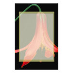 Canadiense Lilly Papeleria De Diseño