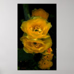 Canción de la flor del cactus posters