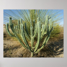 Candelabros del cactus poster