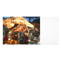 Cangrejo de ermitaño en los cubos de hielo tarjetas fotográficas personalizadas