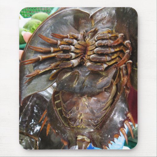 IMAGEN CANGREJO HERRADURA imagen cangrejo herradura:
