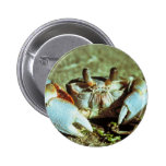 Cangrejo del fantasma pin
