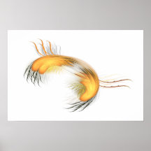 Cangrejo melenudo posters
