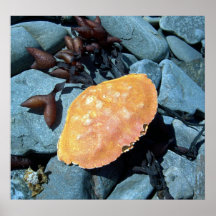 Cangrejo rojo Shell 1 poster