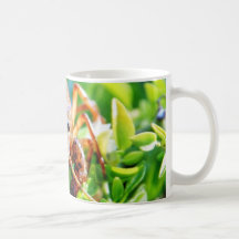 Cangrejos de los Crawdads de los cangrejos Tazas