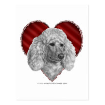 Caniche blanco con el corazón tarjeta postal