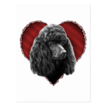 Caniche con el corazón tarjetas postales