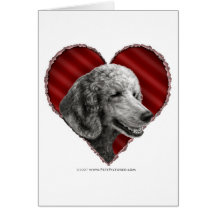 Caniche de plata con el corazón felicitaciones