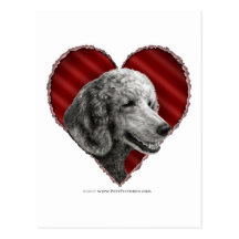 Caniche de plata con el corazón postales