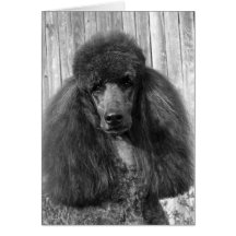 Caniche estándar negro Headstudy Felicitación