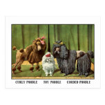 Caniches del vintage postal