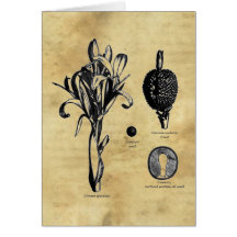 Canna Botanica Tarjeta