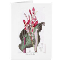 Canna se decolora felicitacion 